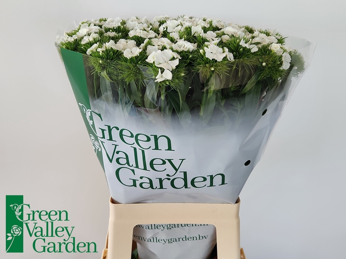 <h4>Di Barbatus Will White Green Valley</h4>