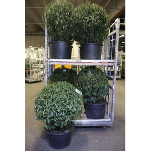 Prun Lusitanica Bolvorm