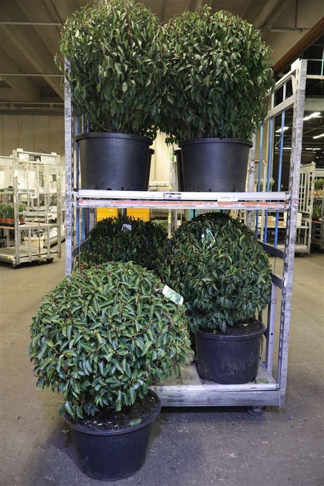 <h4>Prun Lusitanica Bolvorm</h4>