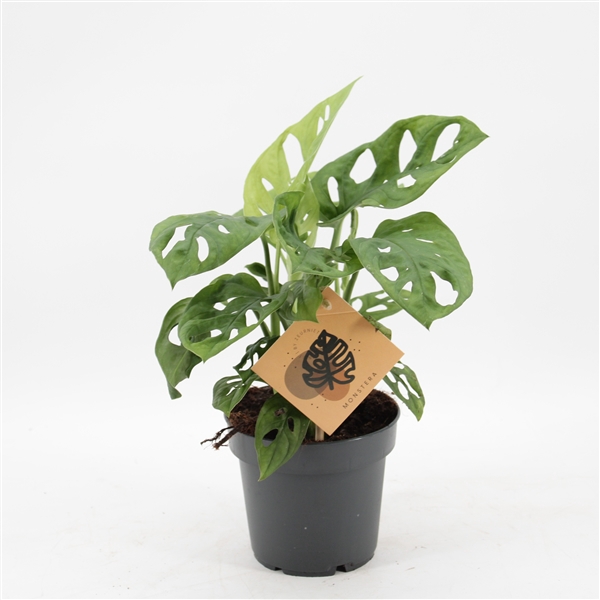 <h4>Monstera Monkey Leaf</h4>