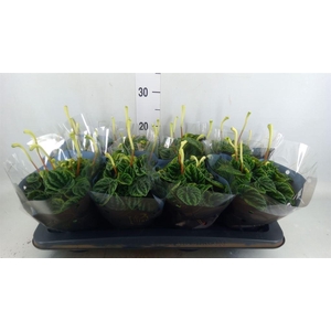 Peperomia caperata 'Lilian'