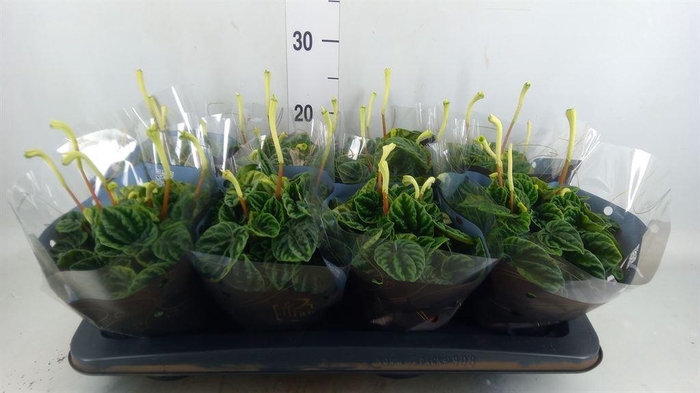 <h4>Peperomia caperata 'Lilian'</h4>