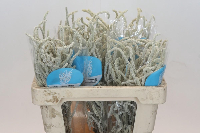 <h4>Amaranthus Yearming Desert</h4>