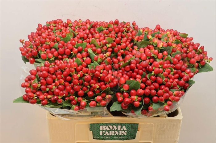 <h4>HYP MAG LIGHTNING</h4>