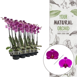 Your Natural Orchid | Purple | Phalaenopsis 3 spike