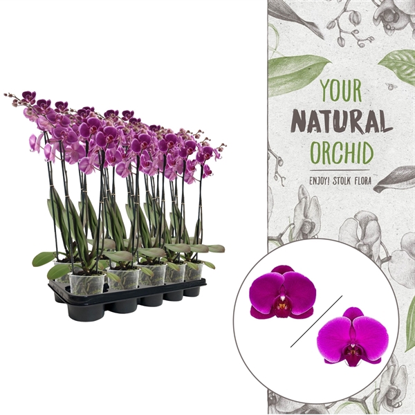 <h4>Your Natural Orchid | Purple | Phalaenopsis 3 spike</h4>