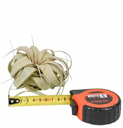 <h4>Tillandsia Xerographica X15</h4>