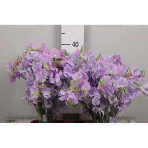 Lathyr Wi Suns Lavender