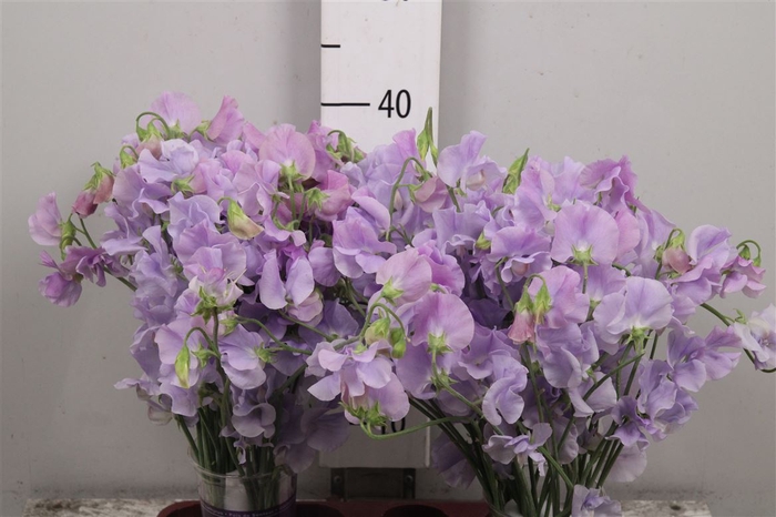 <h4>Lathyr Wi Suns Lavender</h4>