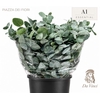 Euc. Cinerea Da Vinci Short