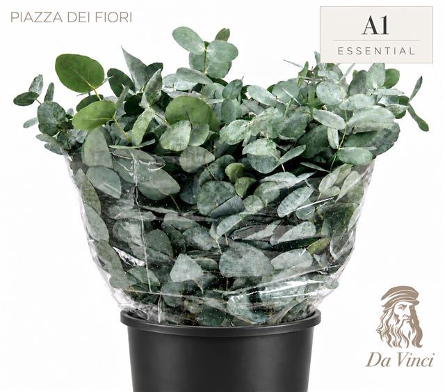 Euc. Cinerea Da Vinci Short