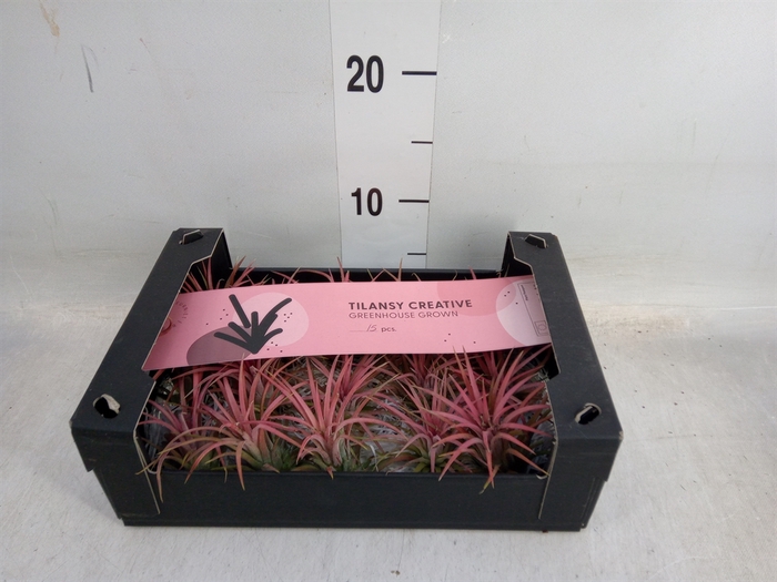 <h4>Tillandsia ionantha</h4>