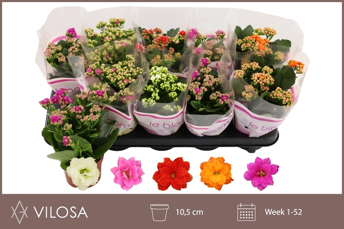 <h4>KAL GE GEM 5 KL</h4>