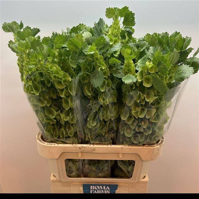 <h4>MOLUCCELLA STUK</h4>