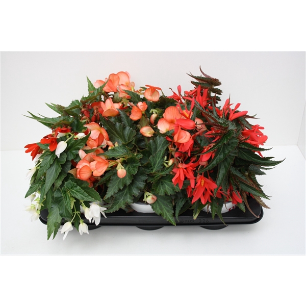 <h4>Begonia Waterfall Dreams mix</h4>