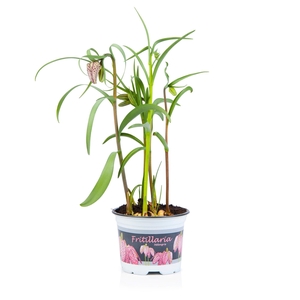 Fritillaria Meleagris 10,5cm