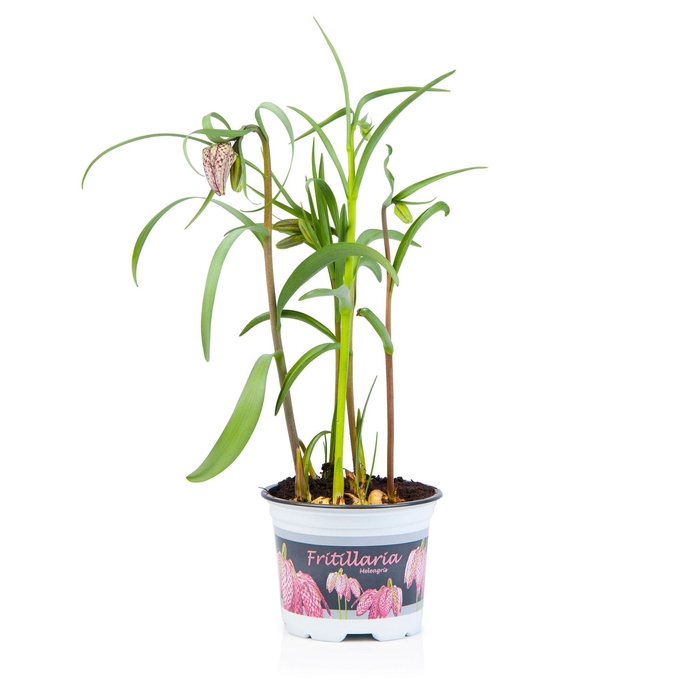 Fritillaria Meleagris 10,5cm
