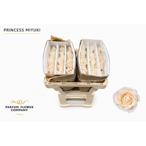 Rosa ec princess miyuki