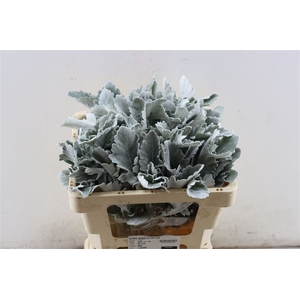 Jacobea Senecio Cin New Look