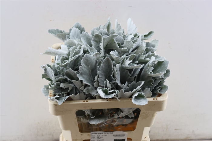 <h4>Jacobea Senecio Cin New Look</h4>