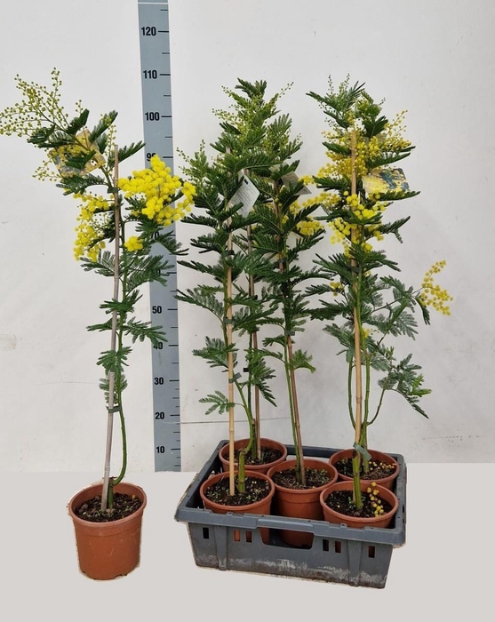 <h4>ACACIA PARADOXA</h4>