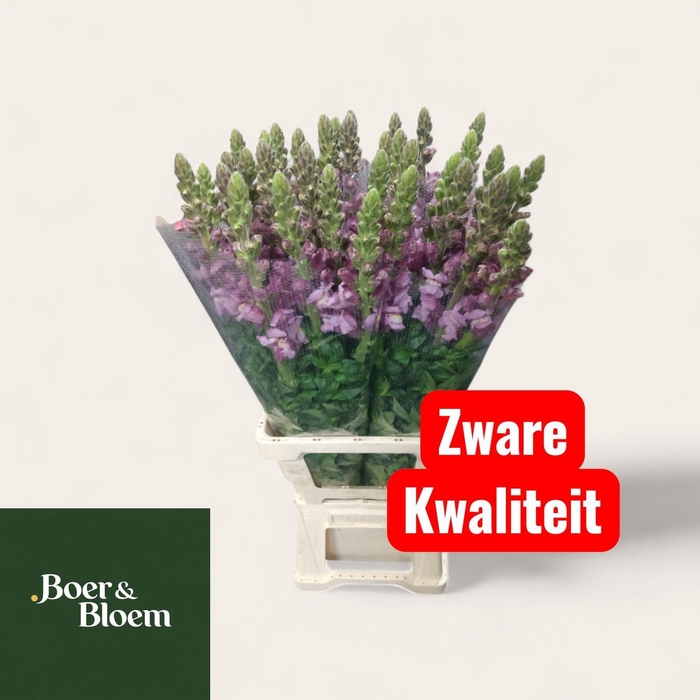 <h4>ANTIR POTO LAVEND</h4>