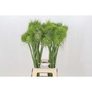 Allium Catweazle