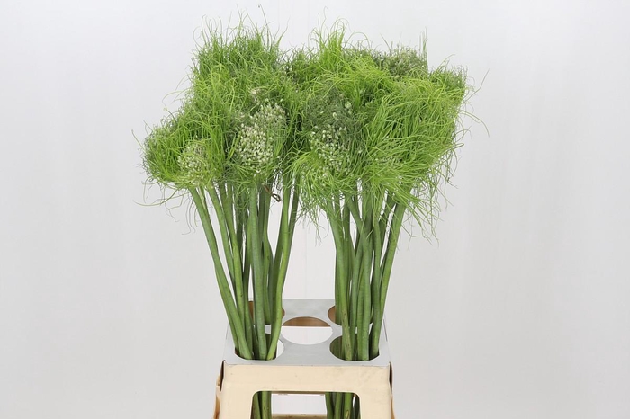 <h4>Allium Catweazle</h4>