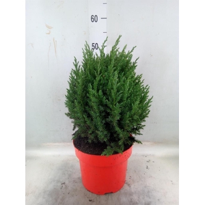 Juniperus chinensis 'Stricta'