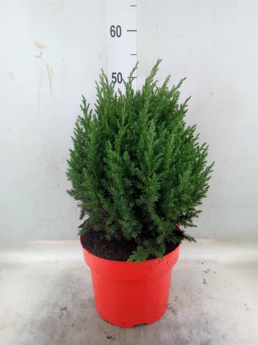 <h4>Juniperus chinensis 'Stricta'</h4>