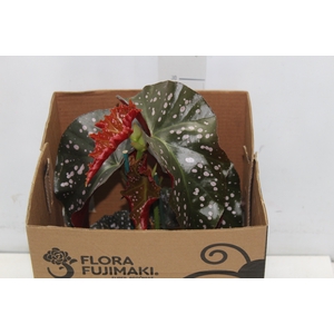BEGONIA MARI P15
