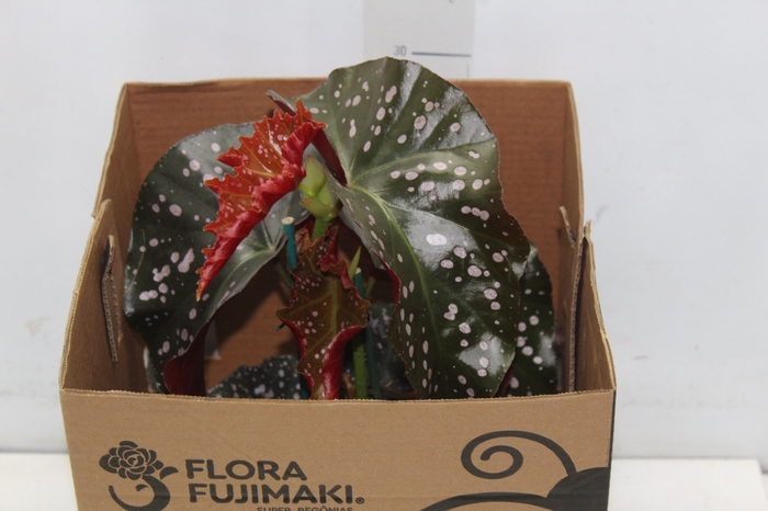 BEGONIA MARI P15