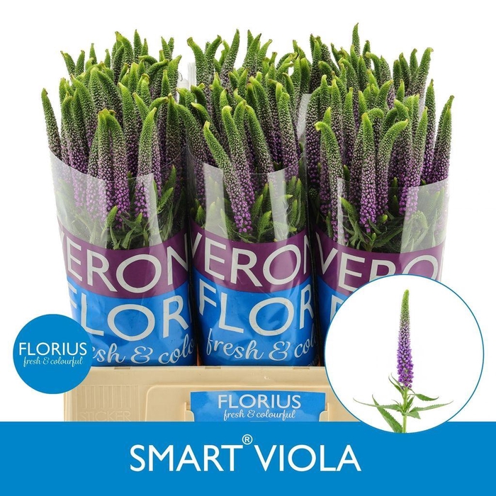 <h4>Veronica purple</h4>