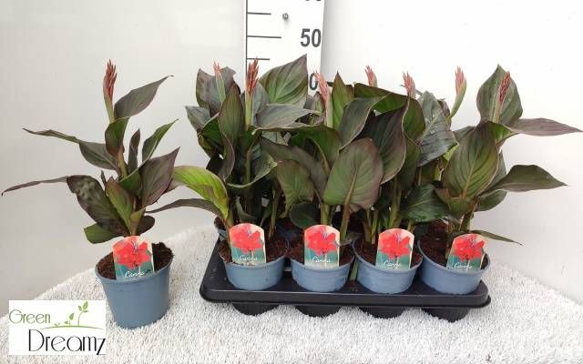 <h4>CANNA PACIFIC BEAUTY</h4>