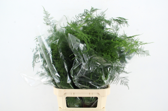 <h4>ASPARAGUS LANG GETOPT</h4>