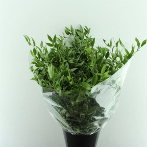 Ruscus Middel