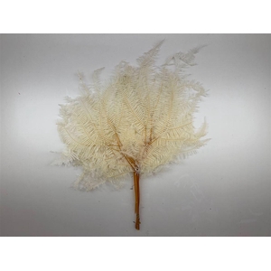 Pres Bracken Fern Bleached 10pcs Bunch