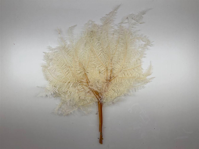 <h4>Pres Bracken Fern Bleached 10pcs Bunch</h4>
