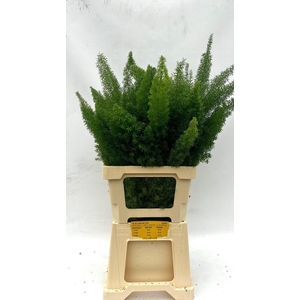 Asp Dens Myers 70 Cm