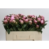 Paeonia Sarah Bernhardt