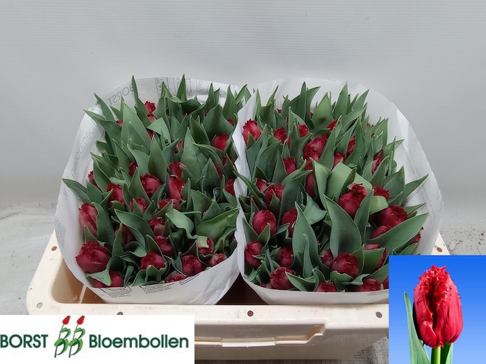 <h4>TU FR INDIANA</h4>