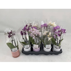 PHAL MINI