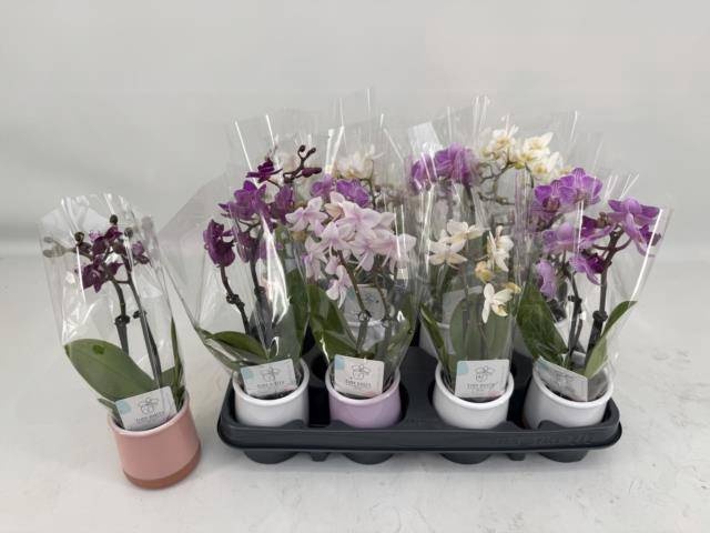 <h4>PHAL MINI</h4>