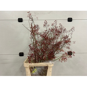 ROSA CORALLO RFRUITS