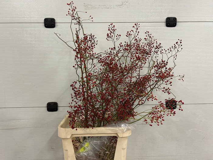 <h4>ROSA CORALLO RFRUITS</h4>