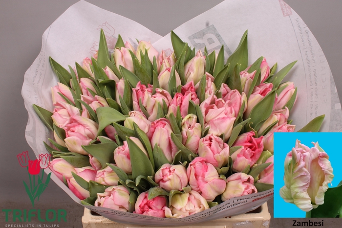 <h4>TU PA ZAMBESI</h4>