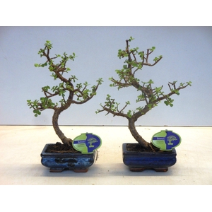 Portulacaria afra, 15 cm., shape , without drip tray