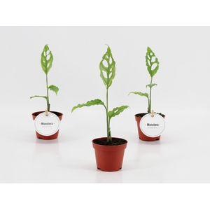 Monstera Oblique Peru