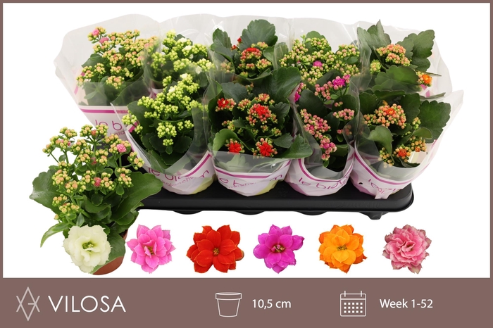 <h4>KAL GE GEM 6 KL</h4>