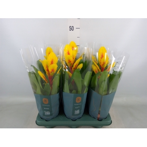 Vriesea  'Intenso Yellow Flame'